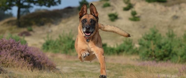 berger belge malinois